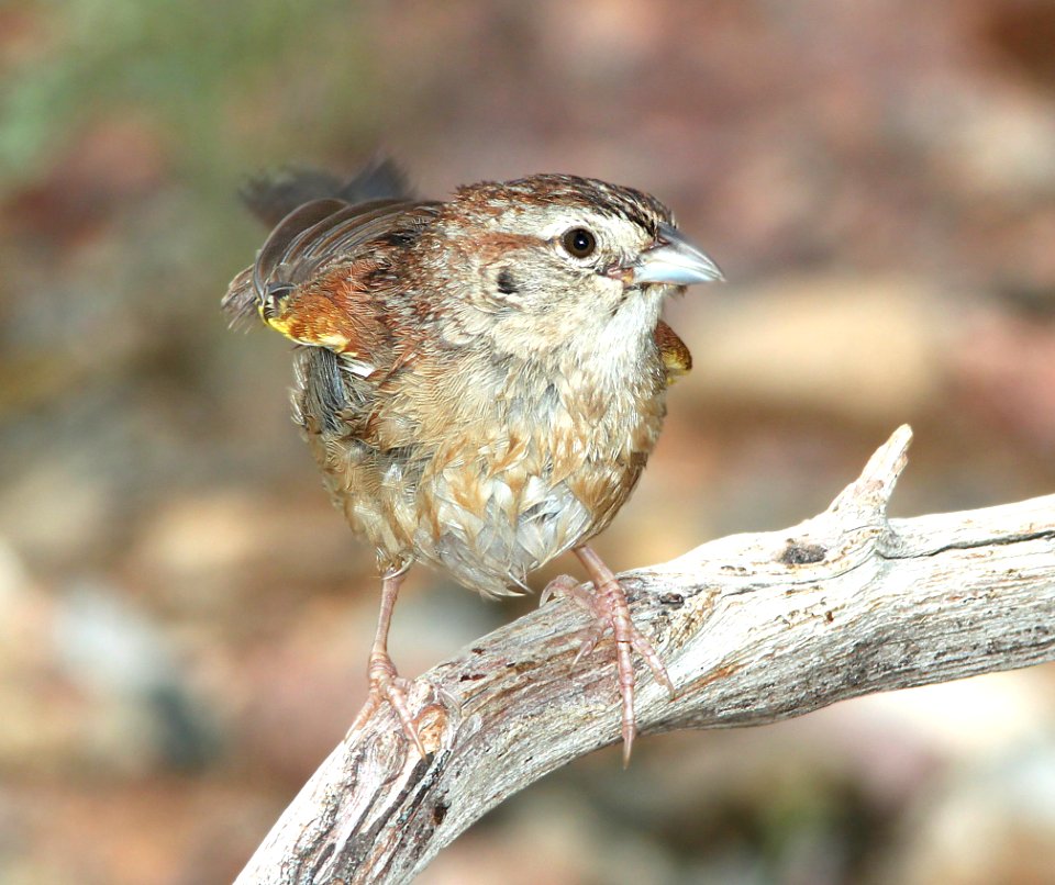 SPARROW, BOTTERI'S (7-26-12) 78 circulo montana, patagonia lake ranch estates, scc, az -03