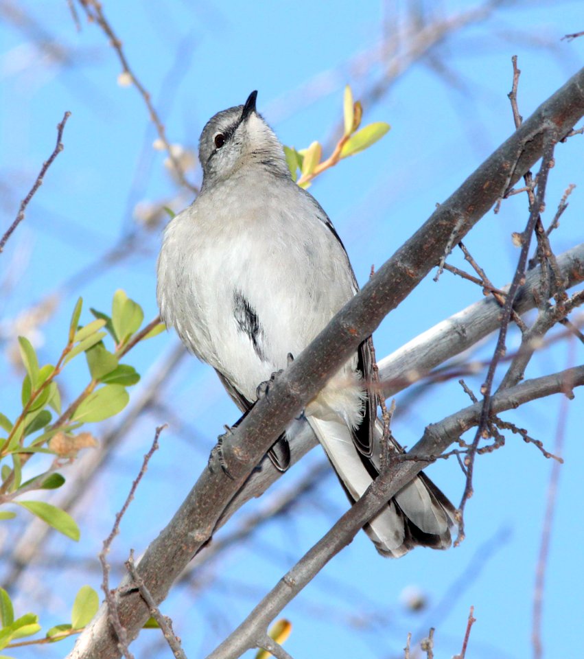 MOCKINGBIRD, NORTHERN (2-13-12) santa gertrudis lane, tumacacori, scc, az -01