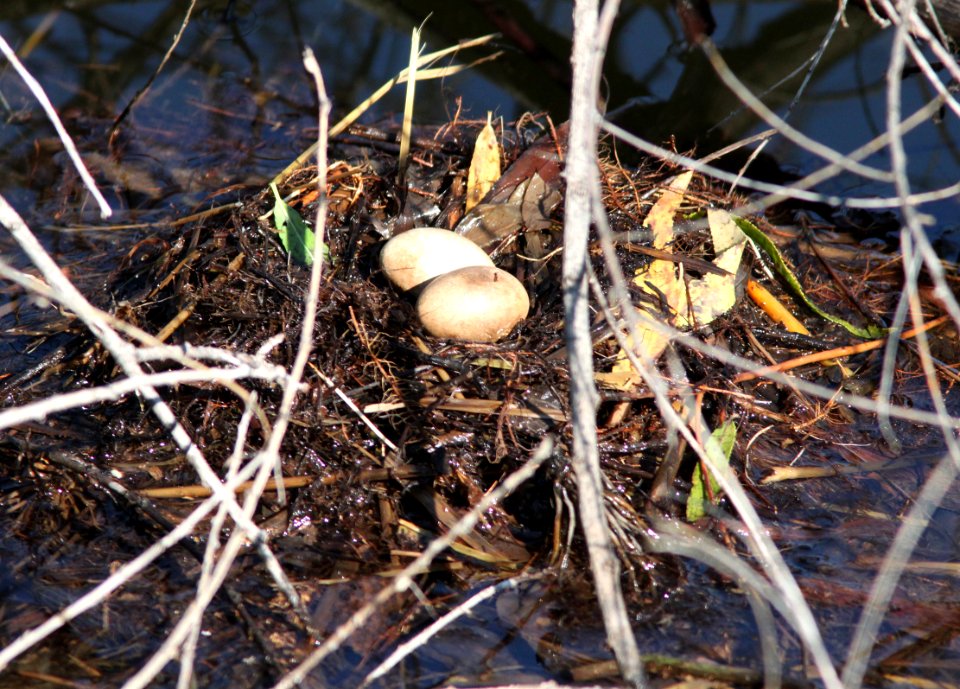 GREBE, LEAST nest (7-15-12) pena blanca lake, scc, az -01