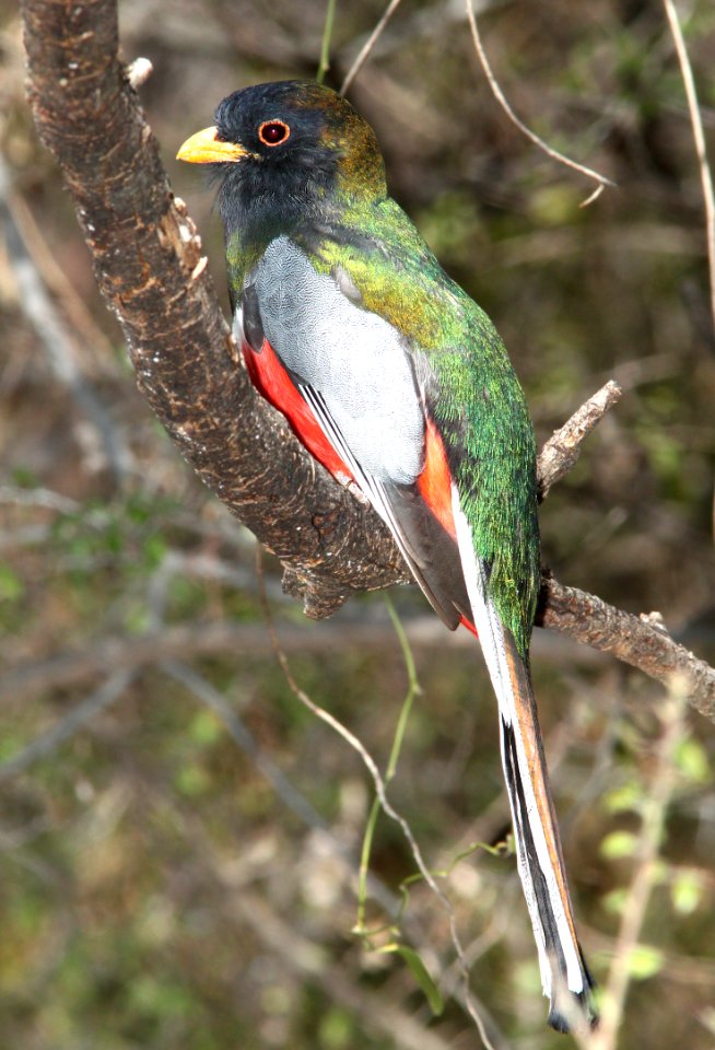 TROGON, ELEGANT (3-23-12) patagonia lake east end, scc, az -02