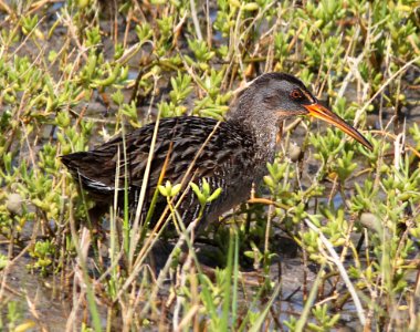 237A - CLAPPER RAIL (3-18-13) franklin co, fl