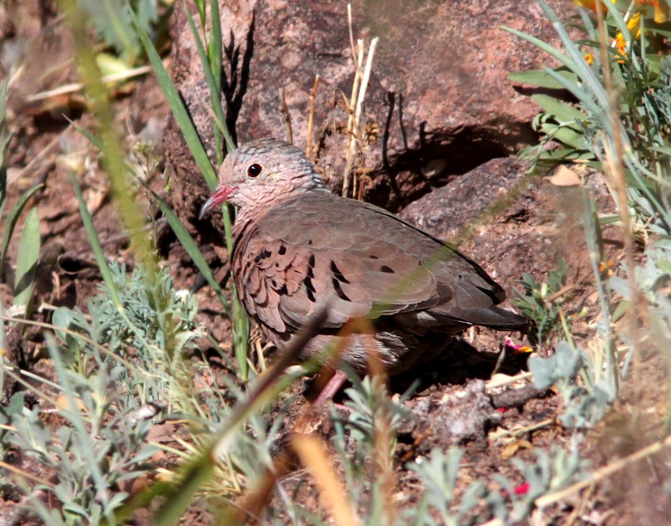 DOVE, COMMON GROUND (4-3-12) pena blanca lake, scc, az -01