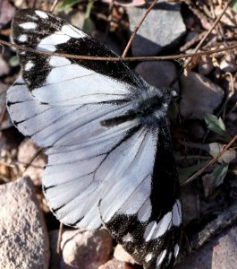 CHIRICAHUA WHITE (Neophasia terlooii) (11-1-11) male, sawmill cyn, huachuca mts, az -01