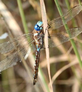 DARNER, BLUE-EYED (Rhionaeschna multicolor) (10-5-12) pena blanca lake, scc, az -01