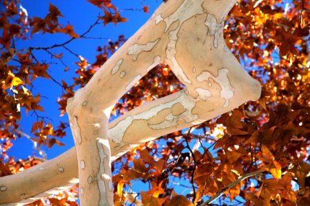 HARSHAW SYCAMORES -027 (11-30-11)