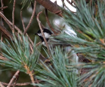 CHICKADEE. MEXICAN (9-21-12) barfoot area, chiricahua mts, cochise co, az -02