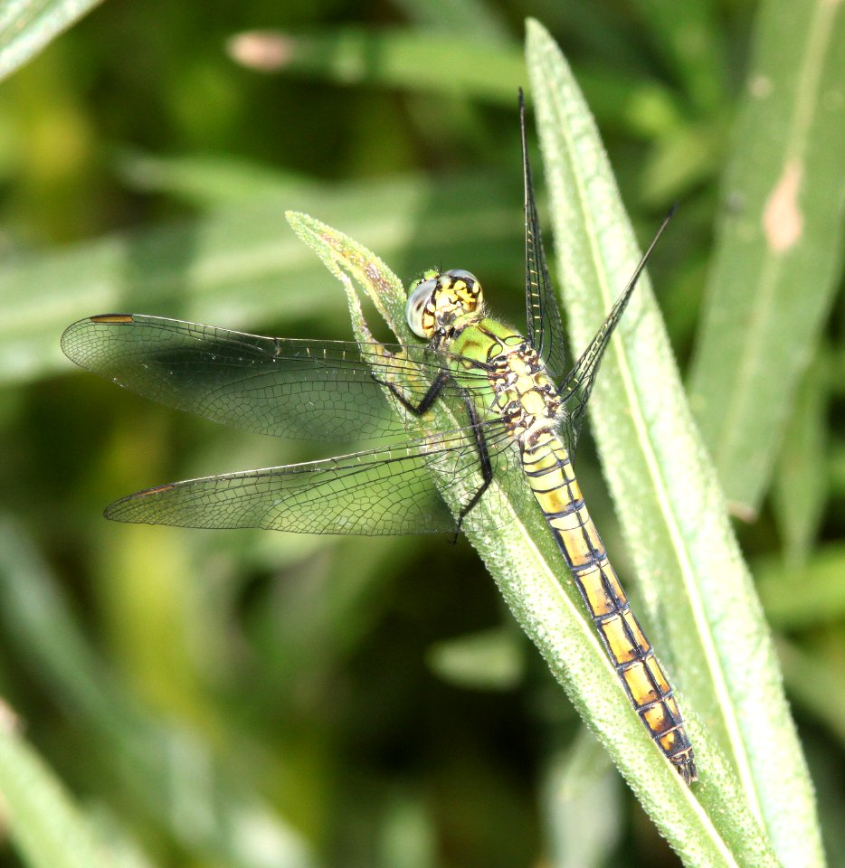 PONDHAWK, WESTERN (Erythemis collocata) (8-2-12) san rafael grassland, scc, az -01
