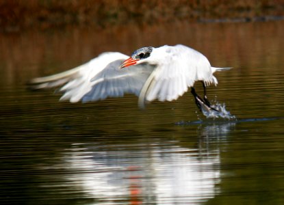 382 - CASPIAN TERN (11-4-06) morro bay estuary, slo co, ca