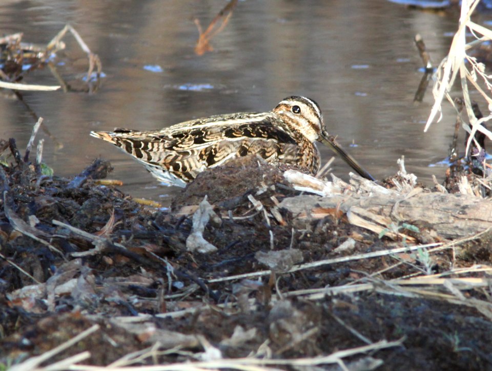 SNIPE, WILSON'S (2-4-12) patagonia lake , scc, az -02