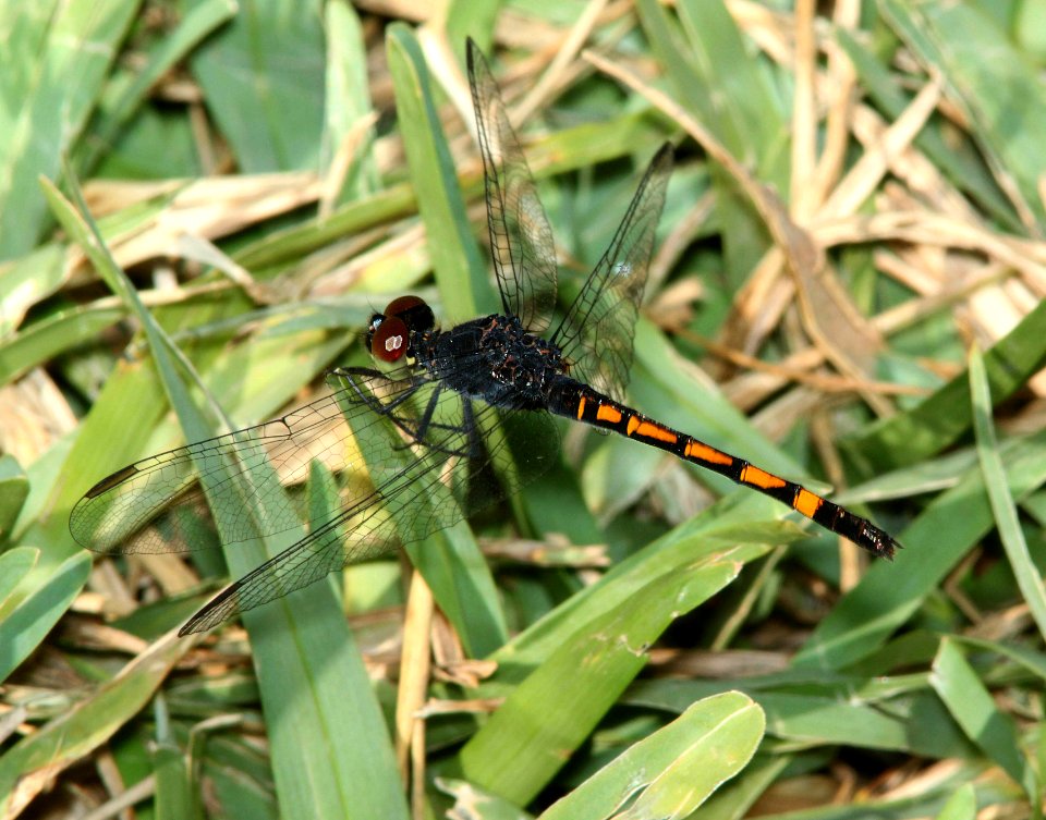 DRAGONLET, SEASIDE (Erythrodiplax berinice) (4-19-12) convention center, south padre island, tx -02