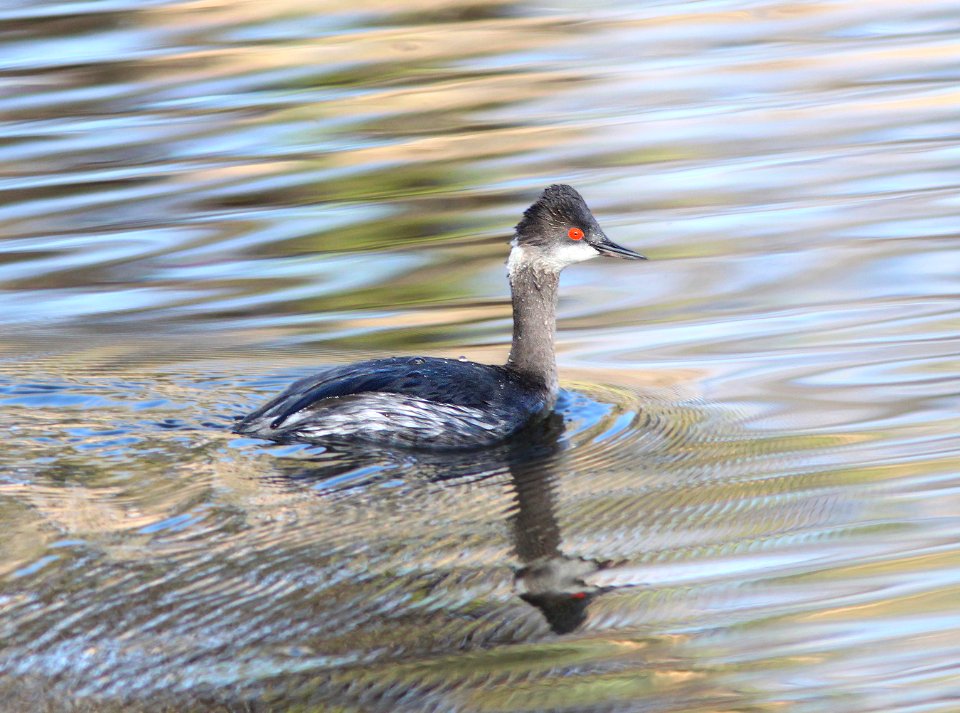 GREBE, EARED (4-3-12) pena blanca lake, scc, az -03