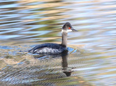 GREBE, EARED (4-3-12) pena blanca lake, scc, az -03 photo