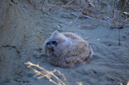 Great Horned Owl 2