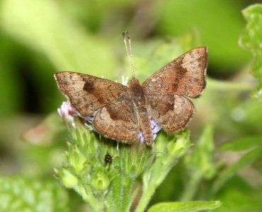 METALMARK, FATAL (Calephelis nemesis) (2-26-12) frontera audubon, weslaco, tx -01