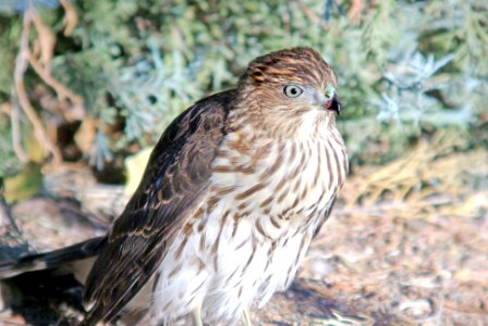 216 - SHARP-SHINNED HAWK (10-6-07) imm, mu ranch, carrizo plain, sloco, ca (1)