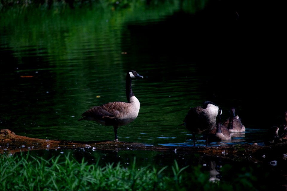 three creeks metro park 7-31-19-1