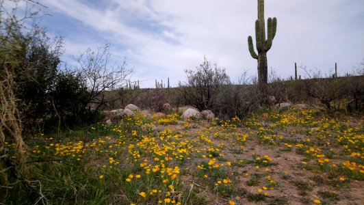 Catalina State Park