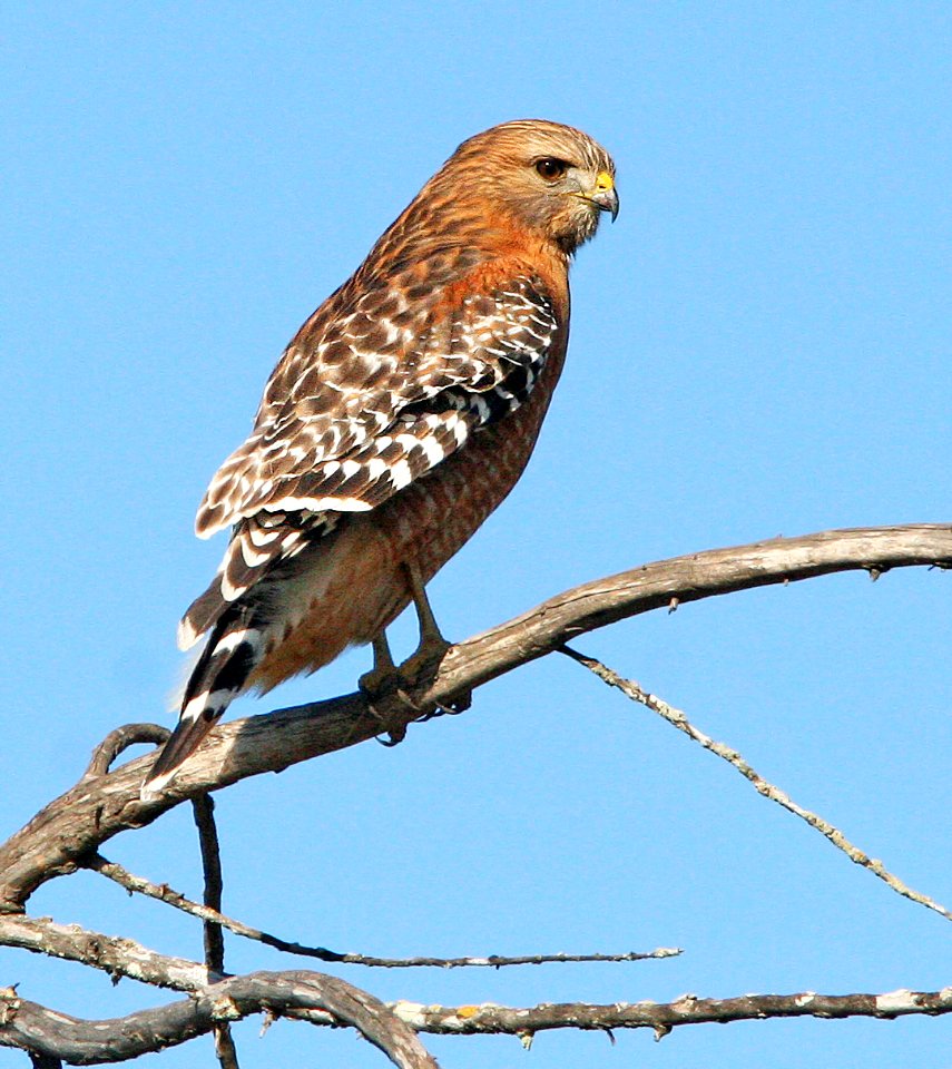 223 -  RED-SHOULDERED HAWK (12-22-07) sloco, ca (1)