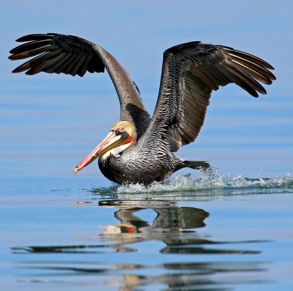 Brown Pelicans Baja  best Jan (61)