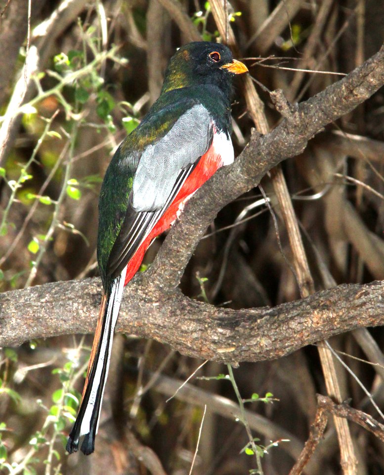 TROGON, ELEGANT (3-23-12) patagonia lake east end, scc, az -04