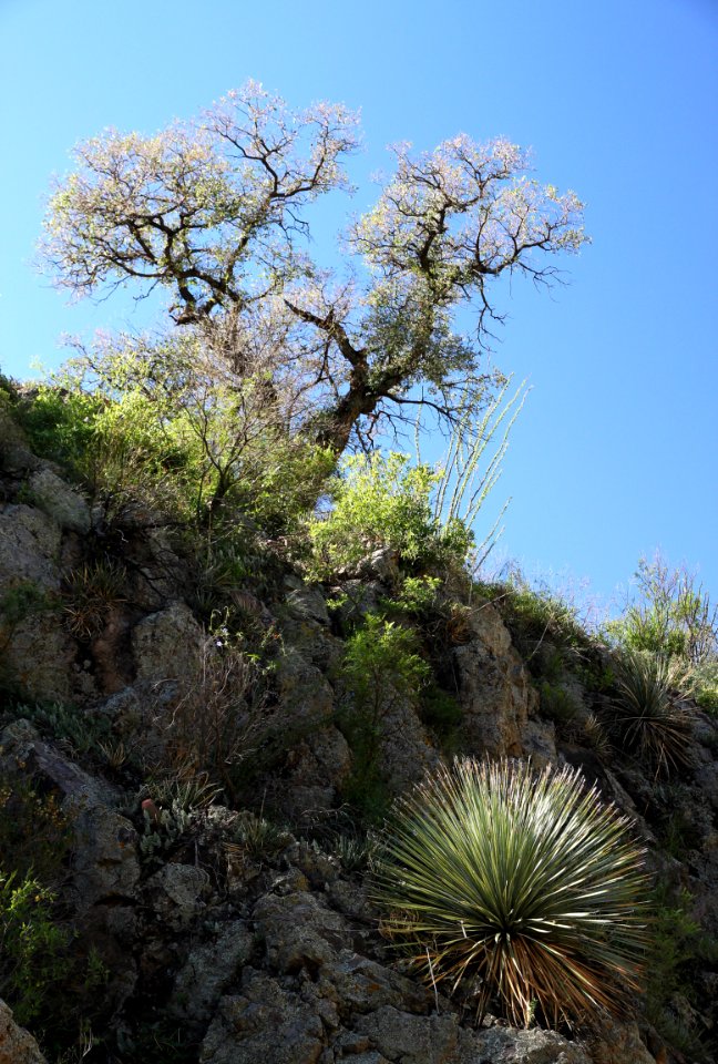 CALIFORNIA GULCH -001l (9-16-12) side canyon