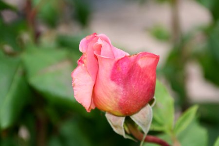 Rosa photo