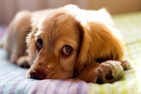 Sweet Pets