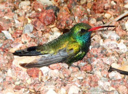 HUMMINGBIRD, BROAD-BILLED (3-18-12) 78 circulo montana, patagonia lake ranch estates, scc, az -02