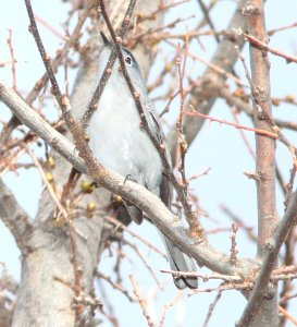 GNATCATCHER, BLUE-GRAY (3-25-12) nuttings wash, patagonia lake, scc, az -09