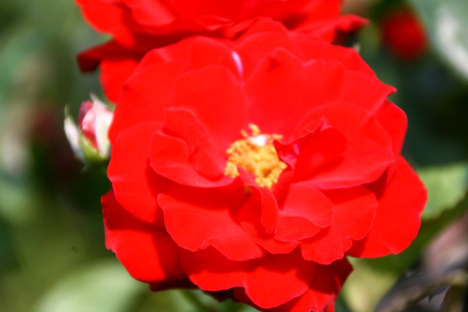 Vermellota