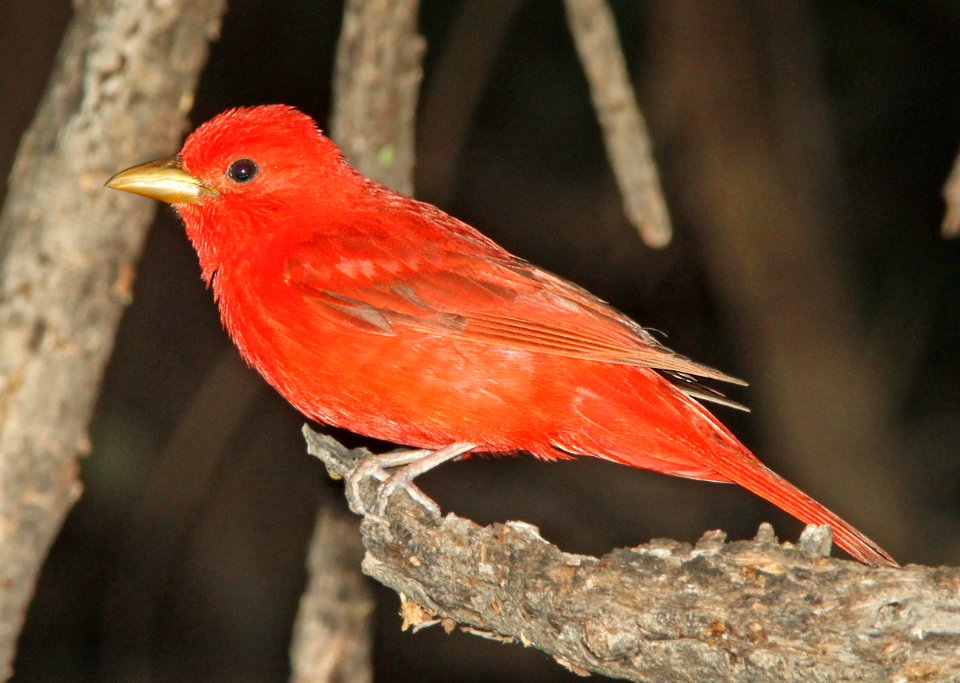 TANAGER, SUMMER (6-30-12) patagonia lake, scc, az -02