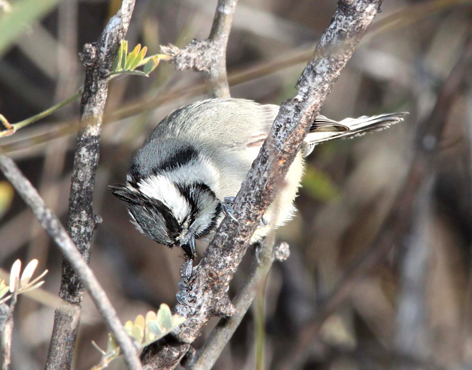 TITMOUSE, BRIDLED (1-30-12) patagonia lake, scc, az -04