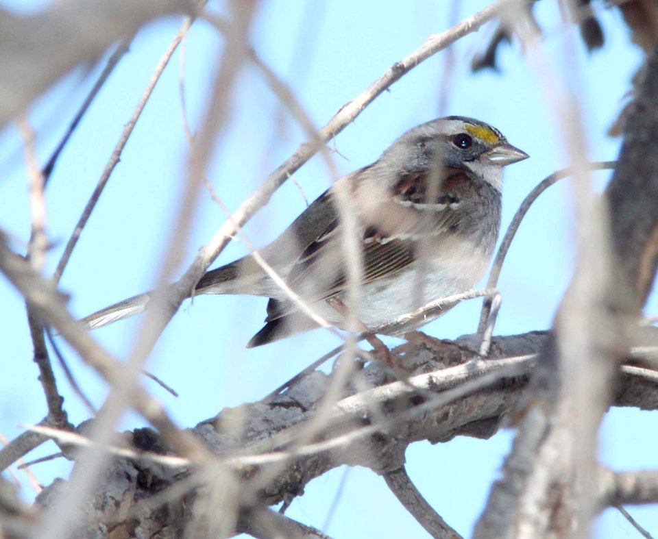 SPARROW, WHITE-THROATED (1-30-12) patagonia lake, scc, az -01