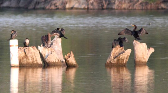 PELICAN, BROWN (6-30-12) with both cormorants, patagonia lake, scc, az -04