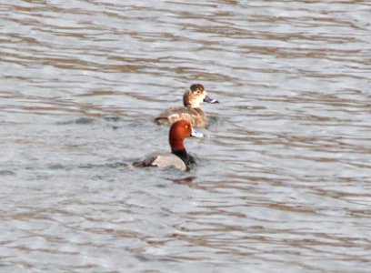 REDHEAD (1-15-12) patagonia lake, scc, az -01