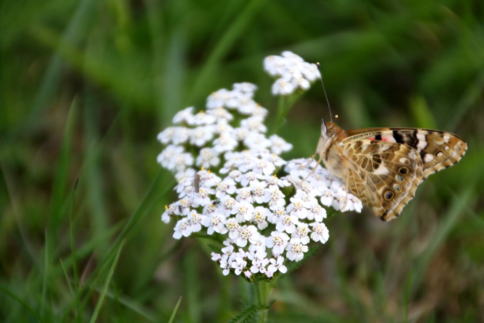 Flor amb papallona