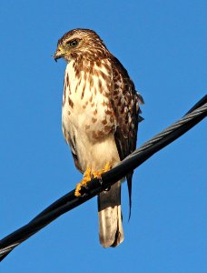 223 - RED-SHOULDERED HAWK (3-7-13) big pine key, monroe co, fl