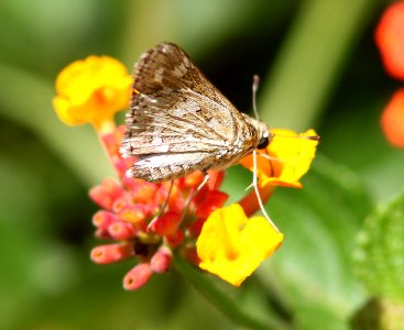 SKIPPER, CARUS (Polites carus) (8-9-12) 78 circulo montana, patagonia lake ranch estates, scc, az -01