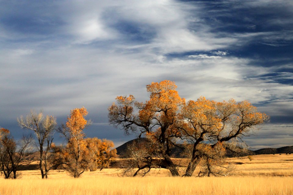 SAN RAFAEL VALLEY GRASSLANDS, SE of Patagonia, scc, az (11-24-11) -02 copy