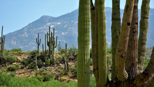 Catalina State Park