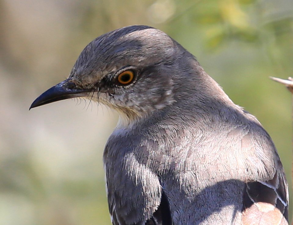 Northern Mockingbird head Baja Jan best