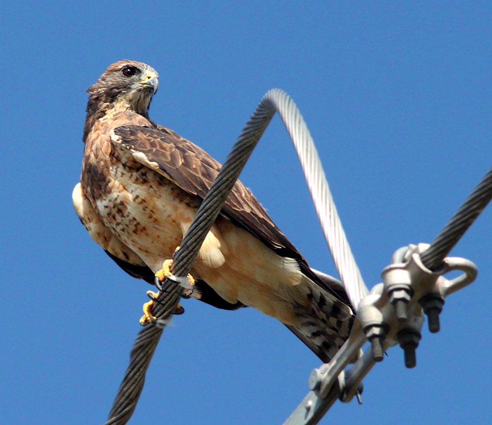 227 - SWAINSON'S HAWK (9-8-11) santa cruz river north of rio rico, scc, az  (3)