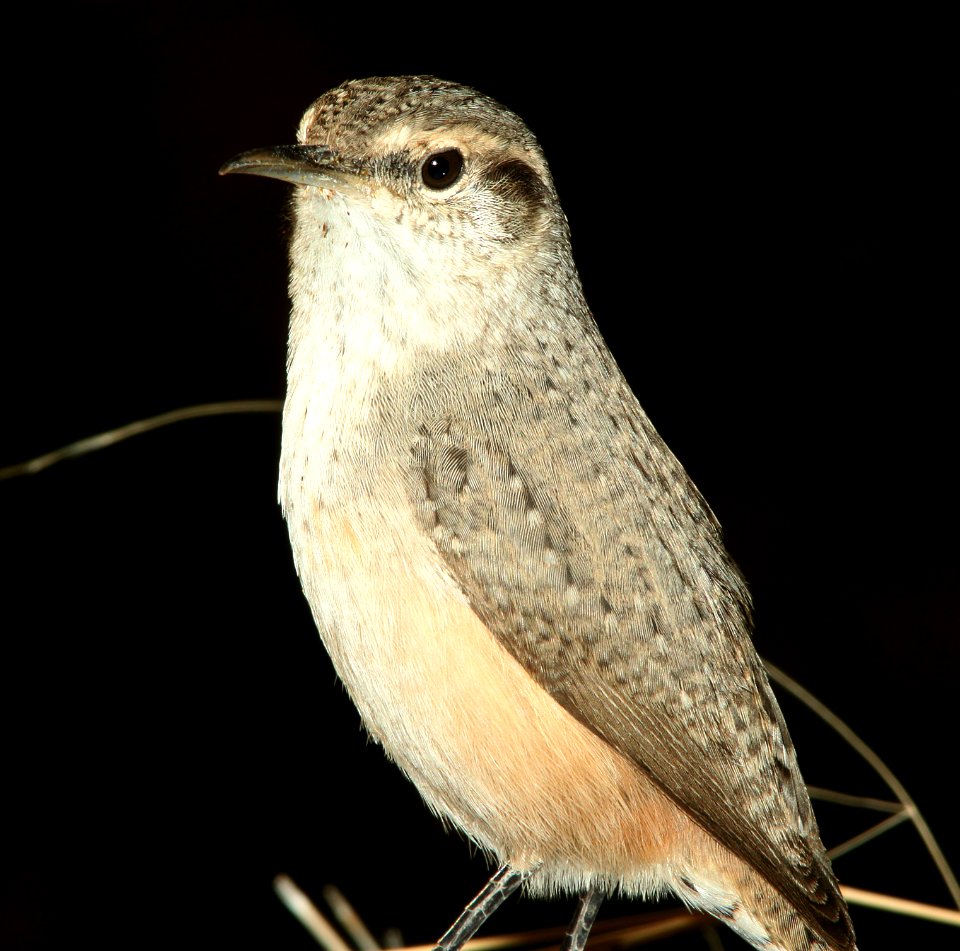 WREN, ROCK (11-8-11) 78 circulo montana, patagonia lake ranch estates, scc, az -04