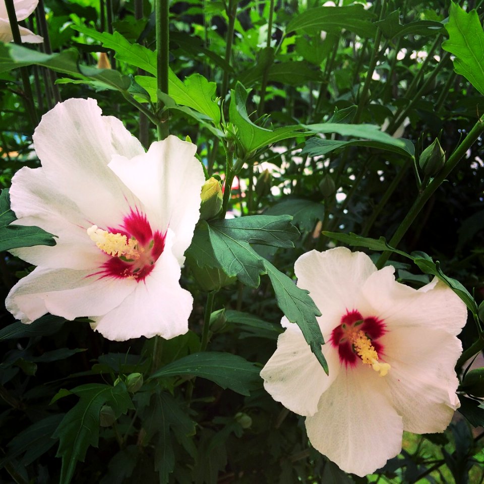 Flor, flors