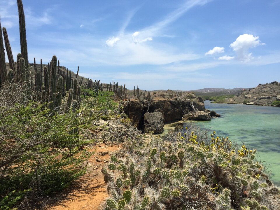 North coast boca ascension cactus landscape