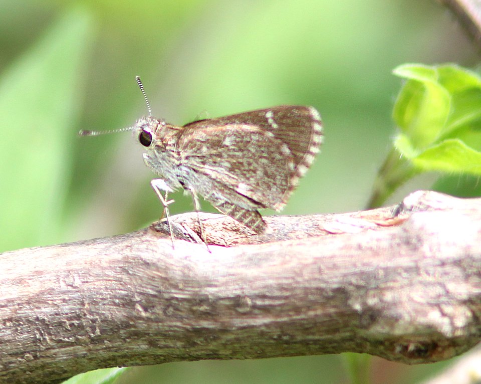 ROADSIDE-SKIPPER, TEXAS (Amblyscirtes texanae) (7-28-12) 0.2 mile cliffs, patagonia-san rafael rd, scc, az -01