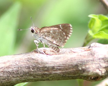 ROADSIDE-SKIPPER, TEXAS (Amblyscirtes texanae) (7-28-12) 0.2 mile cliffs, patagonia-san rafael rd, scc, az -01