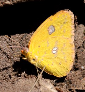 SULPHUR, CLOUDLESS (Phoebis sennae) (11-1-11) sawmill cyn, huachuca mts, az -01