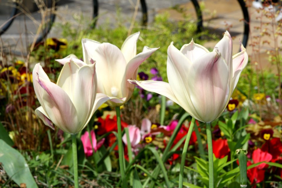 Tulipa blanca