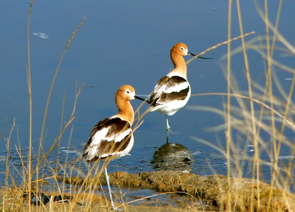 american avocets